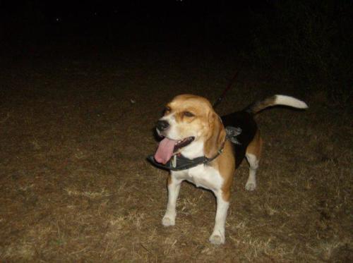 radunogavorrano080908200936